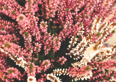 Picture of pink and white flowers
